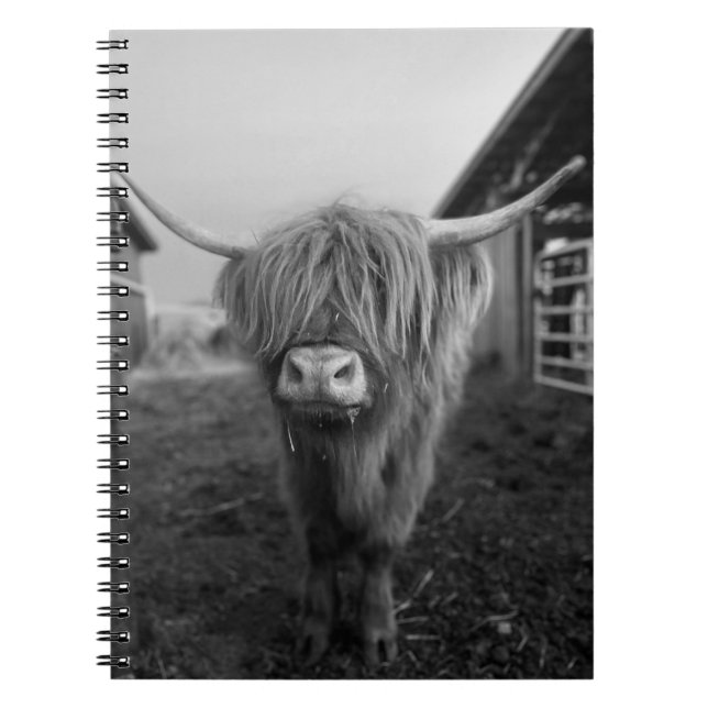 Carnet spiral de vache de Highland (Devant)
