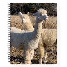 Carnet Spiral Dirigé Par Le Collège - Alpacas Blan