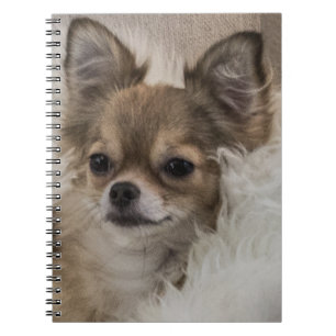 Carnet Spoilt Chihuahua Relaxing