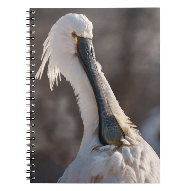 Carnet Spoonbill eurasien (Devant)