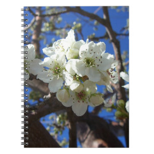 Carnet Spring Flowering Pear Tree