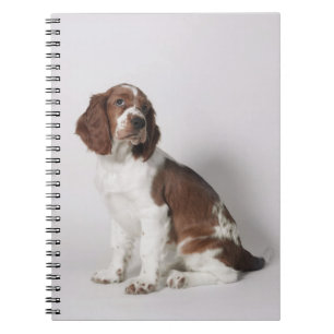 Carnet Springer spaniel