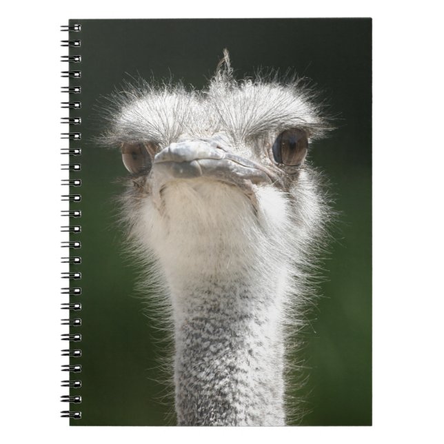 Carnet Strauß (Devant)