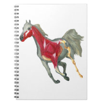 Structure interne de cheval