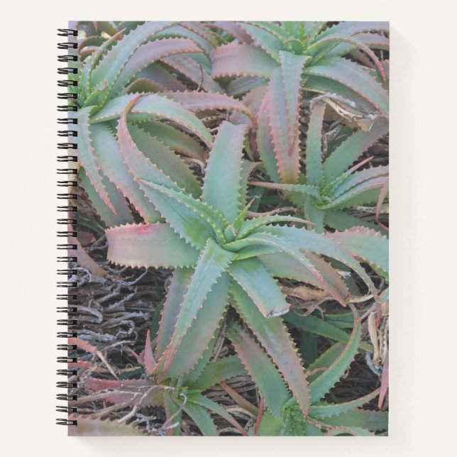 Carnet Succulentes du Nevada     (Devant)