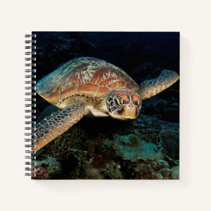 Carnet Sulawesi   Tortue marine verte