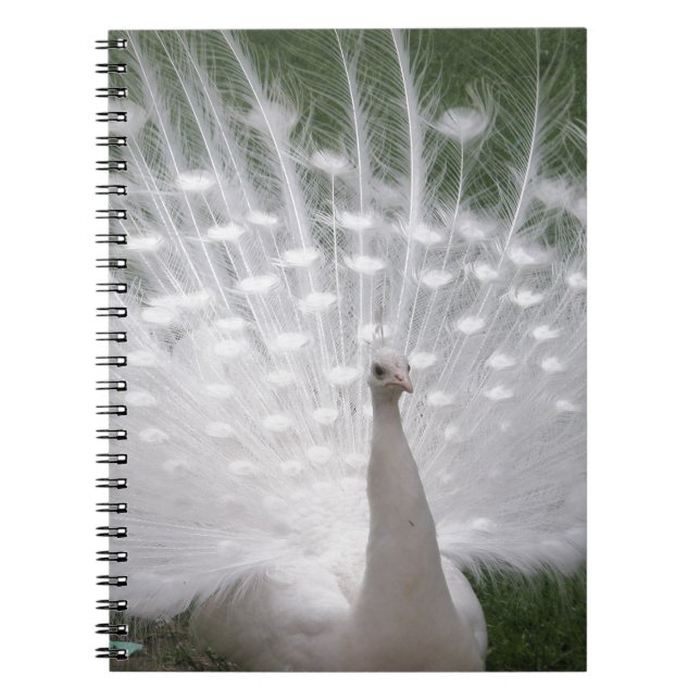 Carnet Superbe blanc Peacock ( Paon) plein plume (Devant)