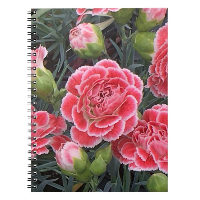 Carnet Superbe Dianthus (Devant)