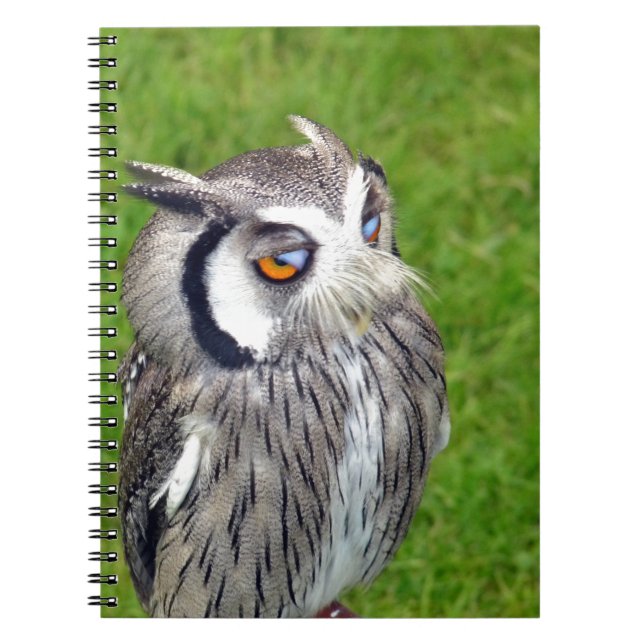 Carnet Superbe Petite Chouette (Devant)