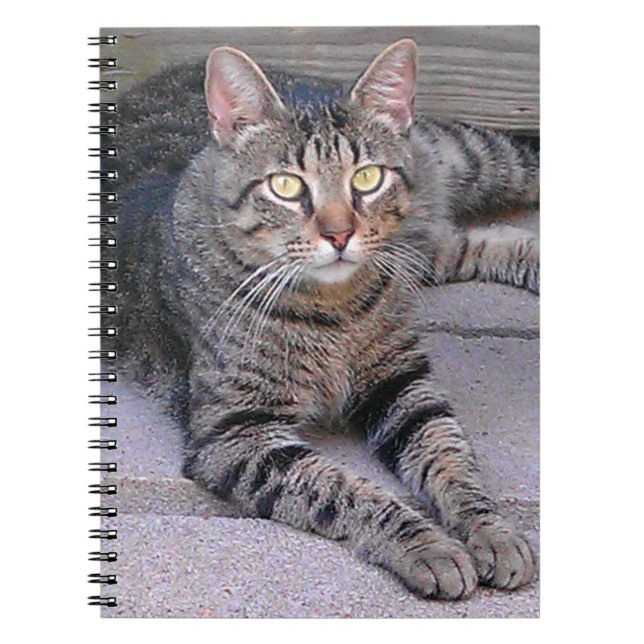 Carnet Tabby Chat Brown à l'extérieur (Devant)