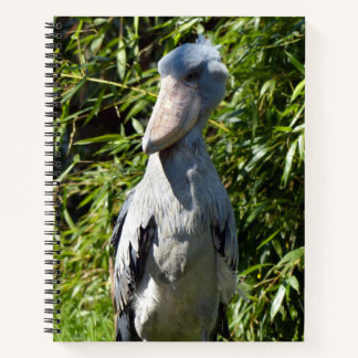 Carnet Taupe (Balaeniceps rex)
