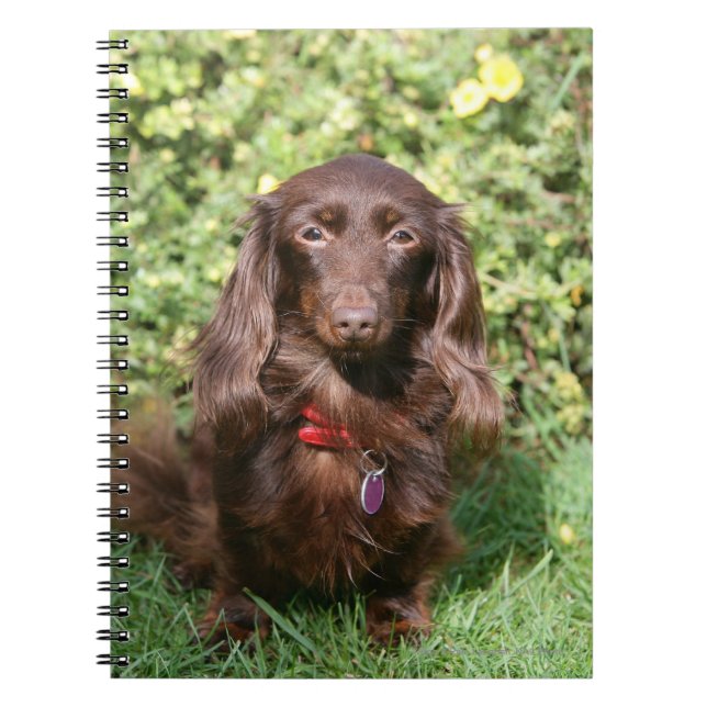 Carnet Teckel miniature aux cheveux longs Brown (Devant)