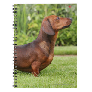 Carnet teckel miniature Lisse-haired