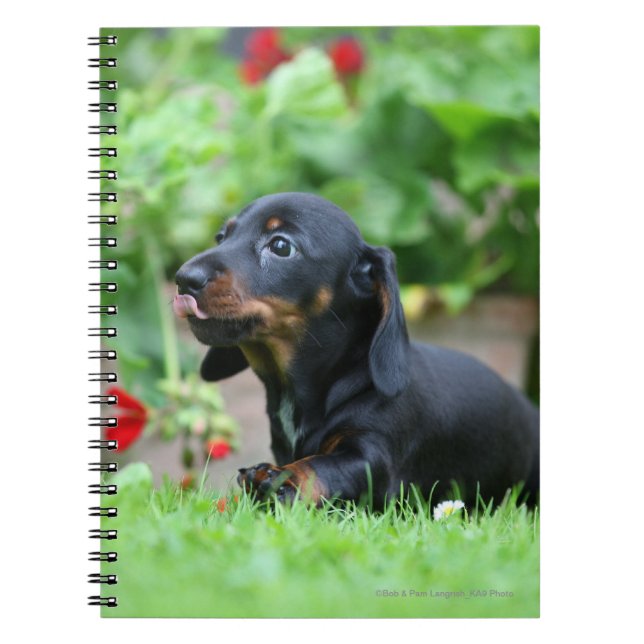 Carnet teckel miniature Lisse-haired 1 (Devant)