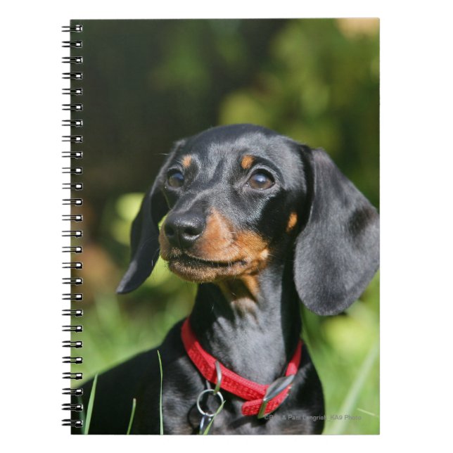Carnet teckel miniature Lisse-haired 3 (Devant)