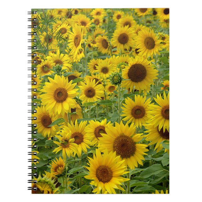 Carnet Terrain de tournesol jaune (Devant)
