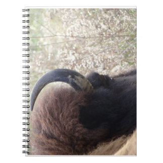 Carnet Tête de bison se couchant