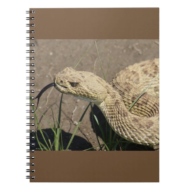 Carnet Tête de serpent à sonnette de prairie R8 (Devant)