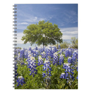 Carnet Texas bluebonnets (lupinus texensis) et chêne