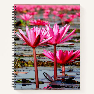Carnet Thailand - Kumphawapi Lotus Lake