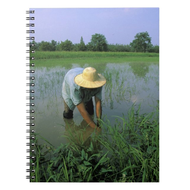 Carnet Thaïlande, Sukhothai. Producteur de riz. M. (Devant)