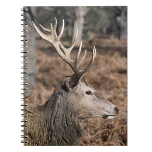 Carnet The King's Deer of Richmond Park, Londres, Royaume