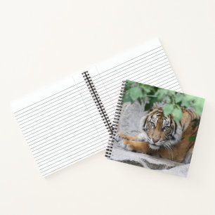Carnet Tigre 008