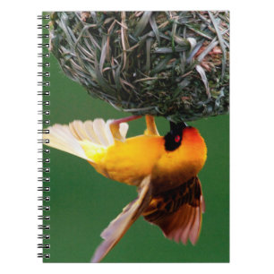 Carnet Tisserin masqué africain (Ploceus Velatus)