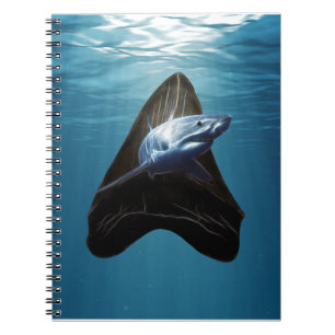 Carnet Toisse de requin Océan