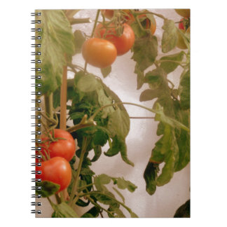 Carnet Tomates Sur La Vigne