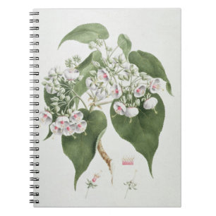 Carnet Torrida de Walkuffa No.5 Dombeya (la semaine