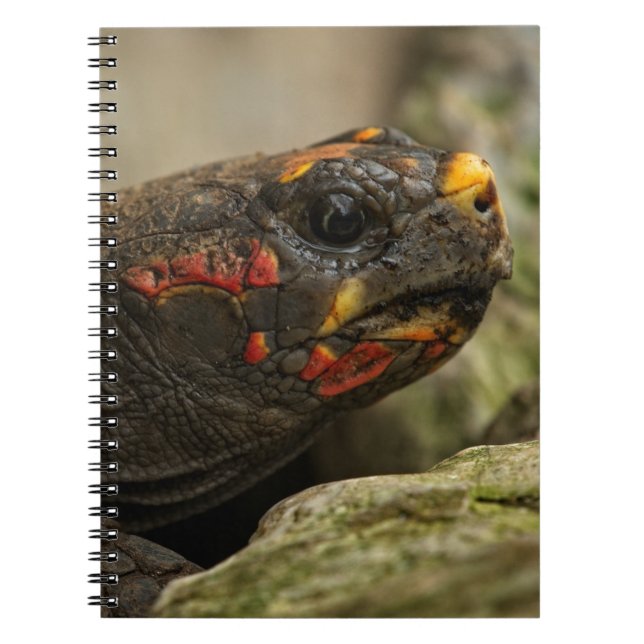 Carnet Tortue à pied rouge (Devant)