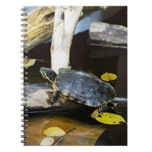 Carnet Tortue de glisseur d'étang dans le sauvage