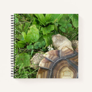 Carnet Tortue Sulcata vue d'en haut sur la pelouse verte