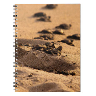Carnet Tortues de mer
