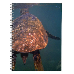 Carnet Tortues de mer hawaïennes