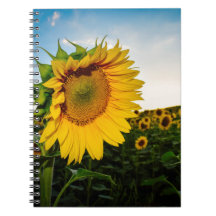 Tournesol