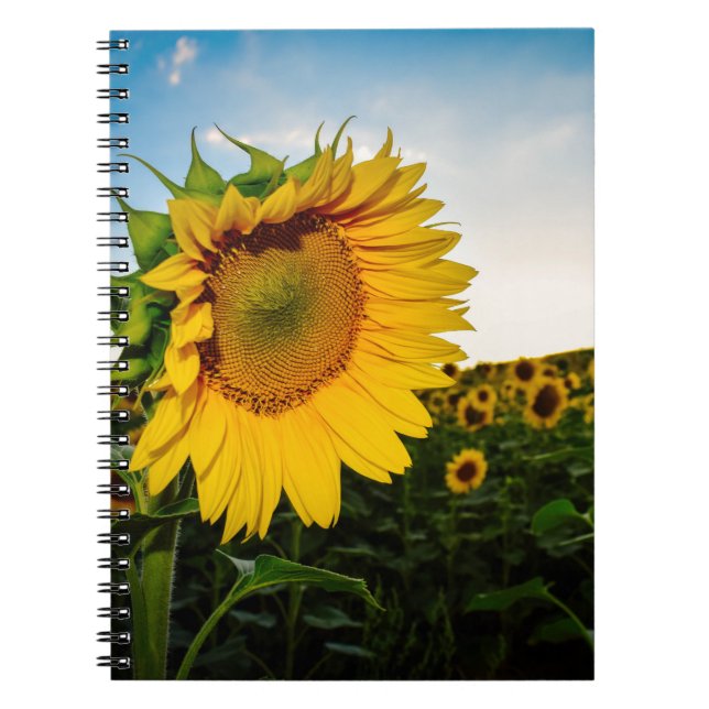 Carnet Tournesol (Devant)