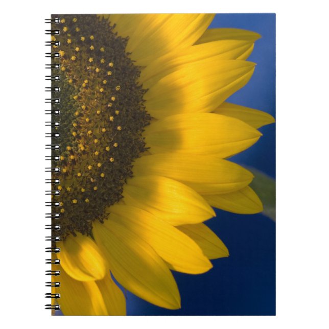 Carnet Tournesol jaune sur bleu (Devant)
