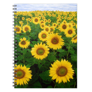 Carnet Tournesols
