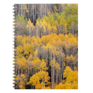 Carnet Trembles Forêt nationale de White River