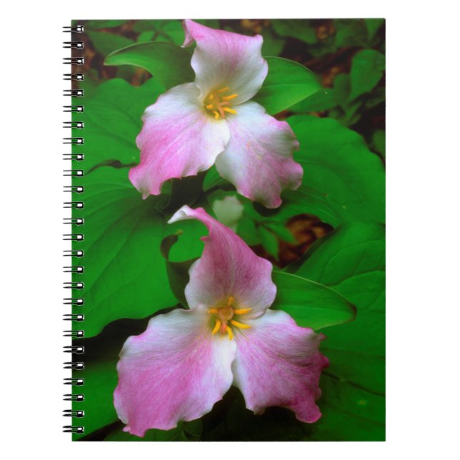 Carnet Trillium Fleur sauvage (Devant)