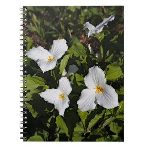 Carnet Trillium grandiflorum, la péninsule supérieure du 