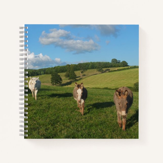 Carnet Trois ânes dans une photo de terrain (Devant)
