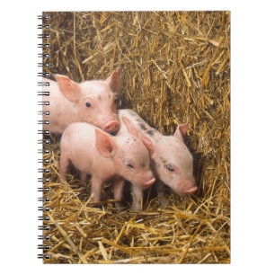 Carnet Trois petits cochons