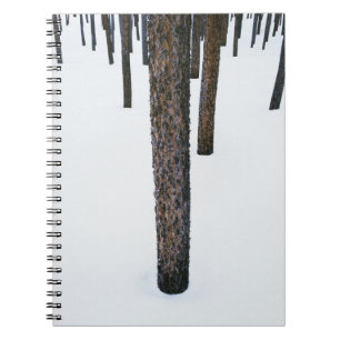 Carnet Troncs d'arbre dans la neige
