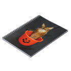 Trucs ou traitement du chat somalien