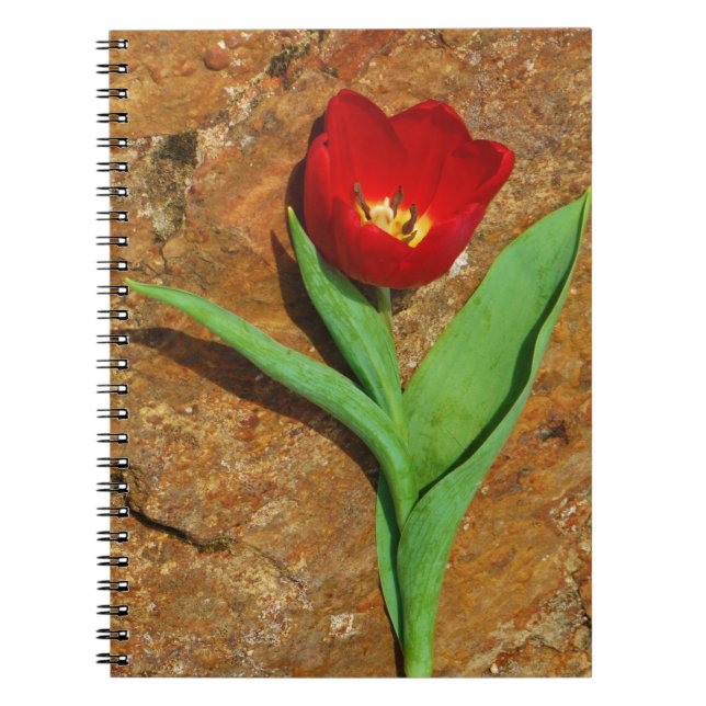 Carnet Tulipe jaune et rouge (Devant)