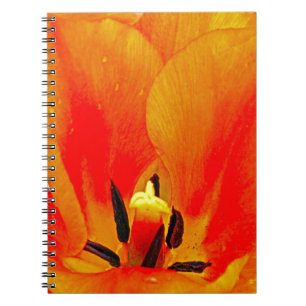 Carnet Tulipe orange