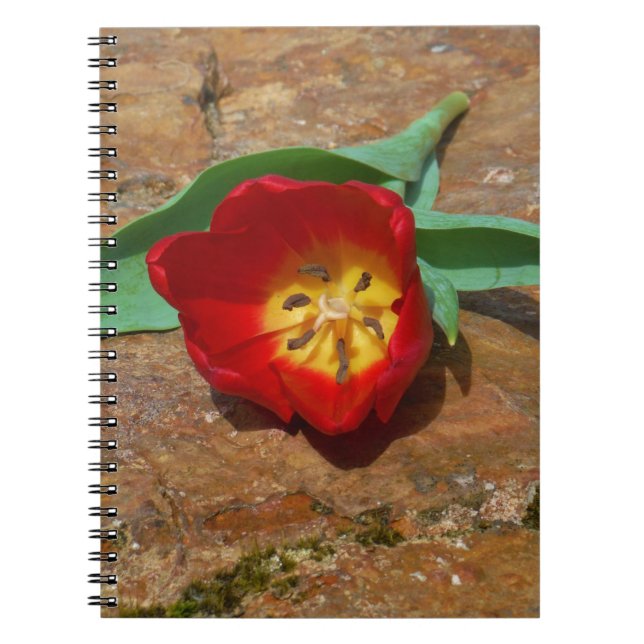 Carnet Tulipe rouge du printemps (Devant)